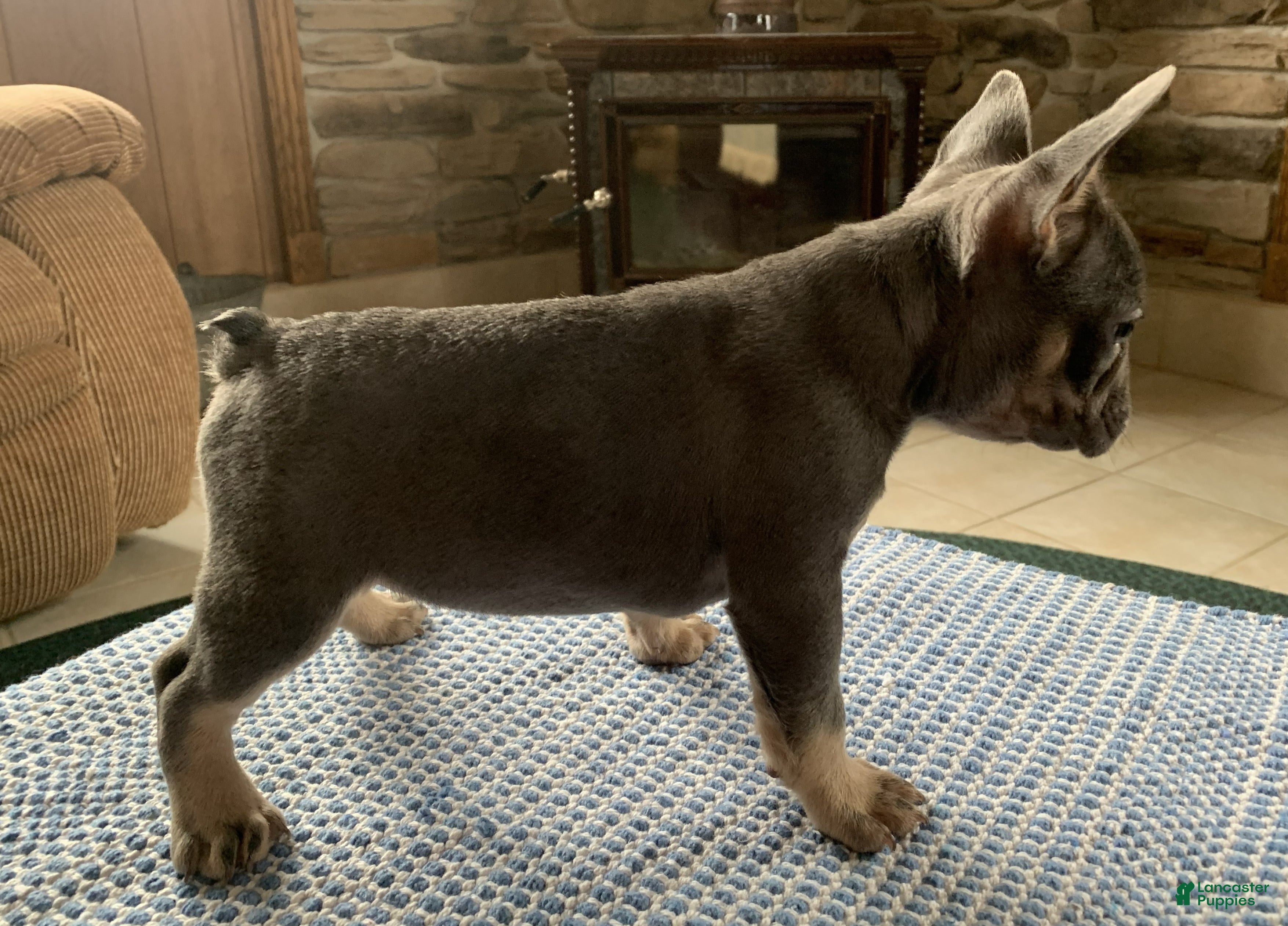 French Bulldog dogs Lily - Ad 2