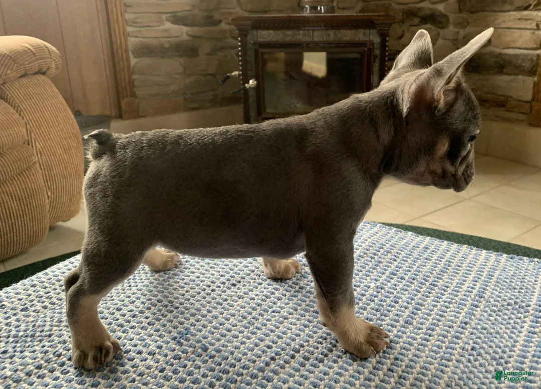 French Bulldog dogs for sale: Lily - Ad 2