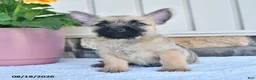 Cairn Terrier dogs for sale: Kenny - Ad 3