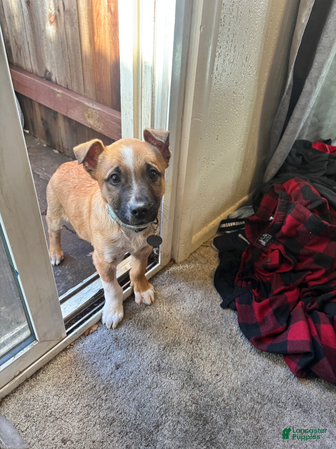 Mixed Breed dogs for sale: Mixed Breed Puppy 1 - Ad 1