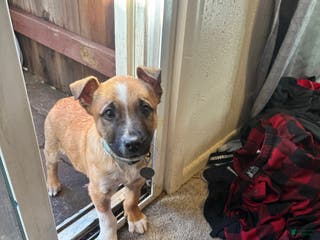 Mixed Breed dogs Mixed Breed Puppy 1 - Ad 5