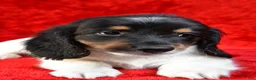 Miniature Dachshund dogs for sale: Logan - Ad 9