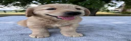Golden Retriever dogs for sale: Darcy - Ad 3