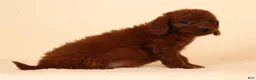 Mini Goldendoodle dogs for sale: Molly - Ad 9