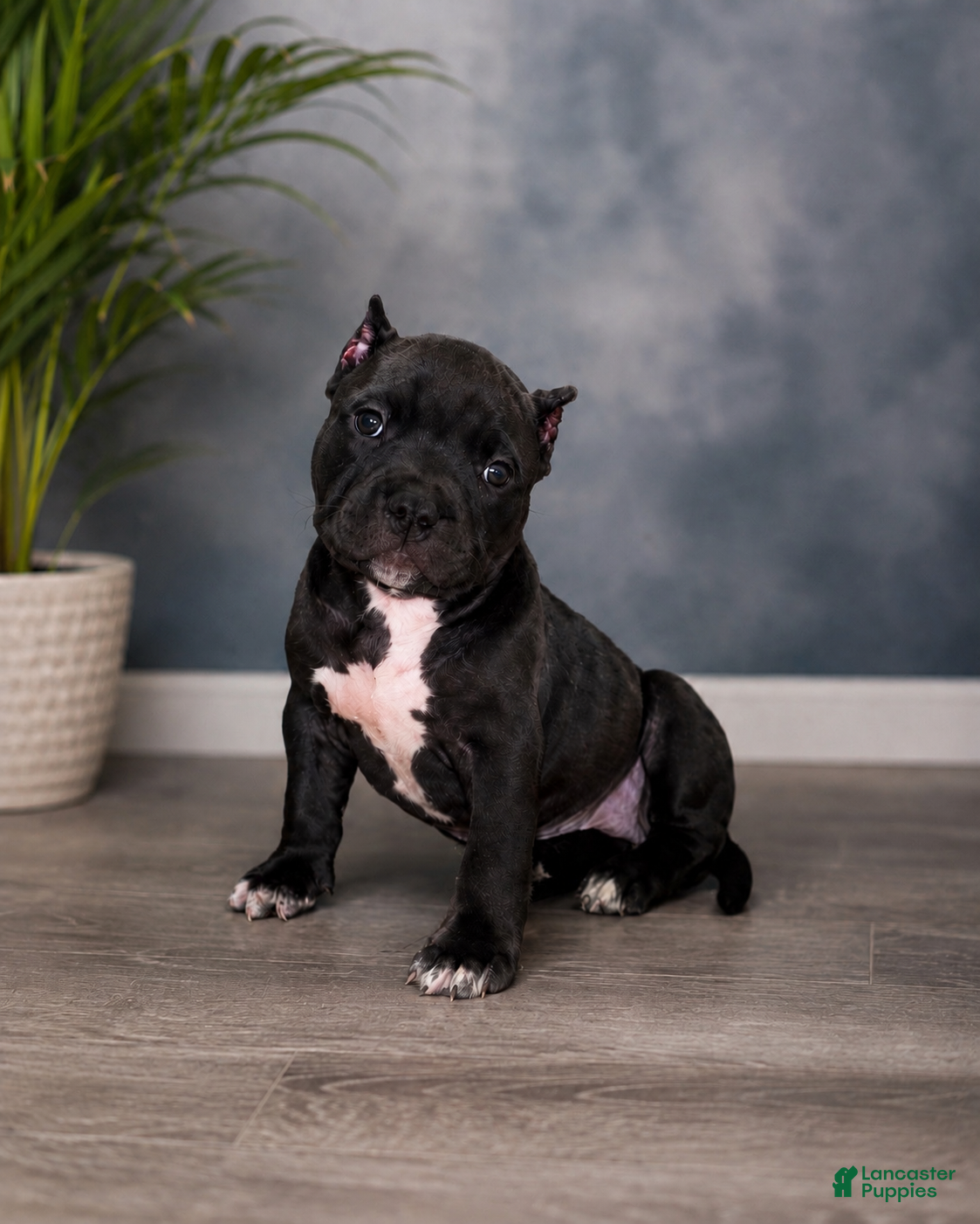 American Bully dogs Ke - Ad 1