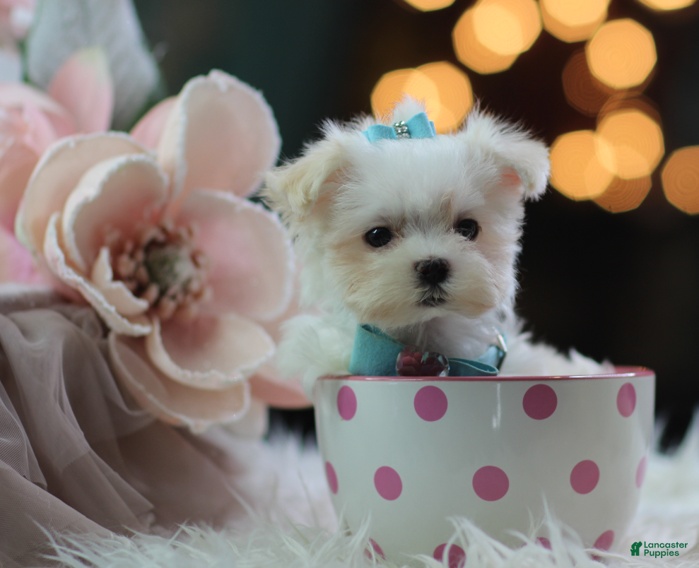 Maltese