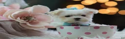 Maltese dogs for sale: Teacup Maltese 1 - Ad 1