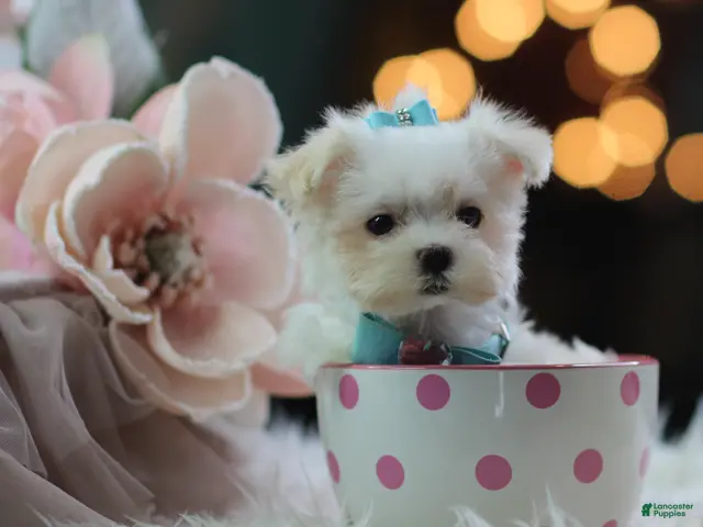 Maltese dogs for sale: Teacup Maltese 1 - Ad 1