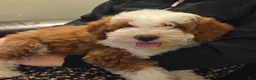 Mini Bernedoodle dogs for sale: EMMA - FEMALE Mini Bernedoodle 2 - Ad 3