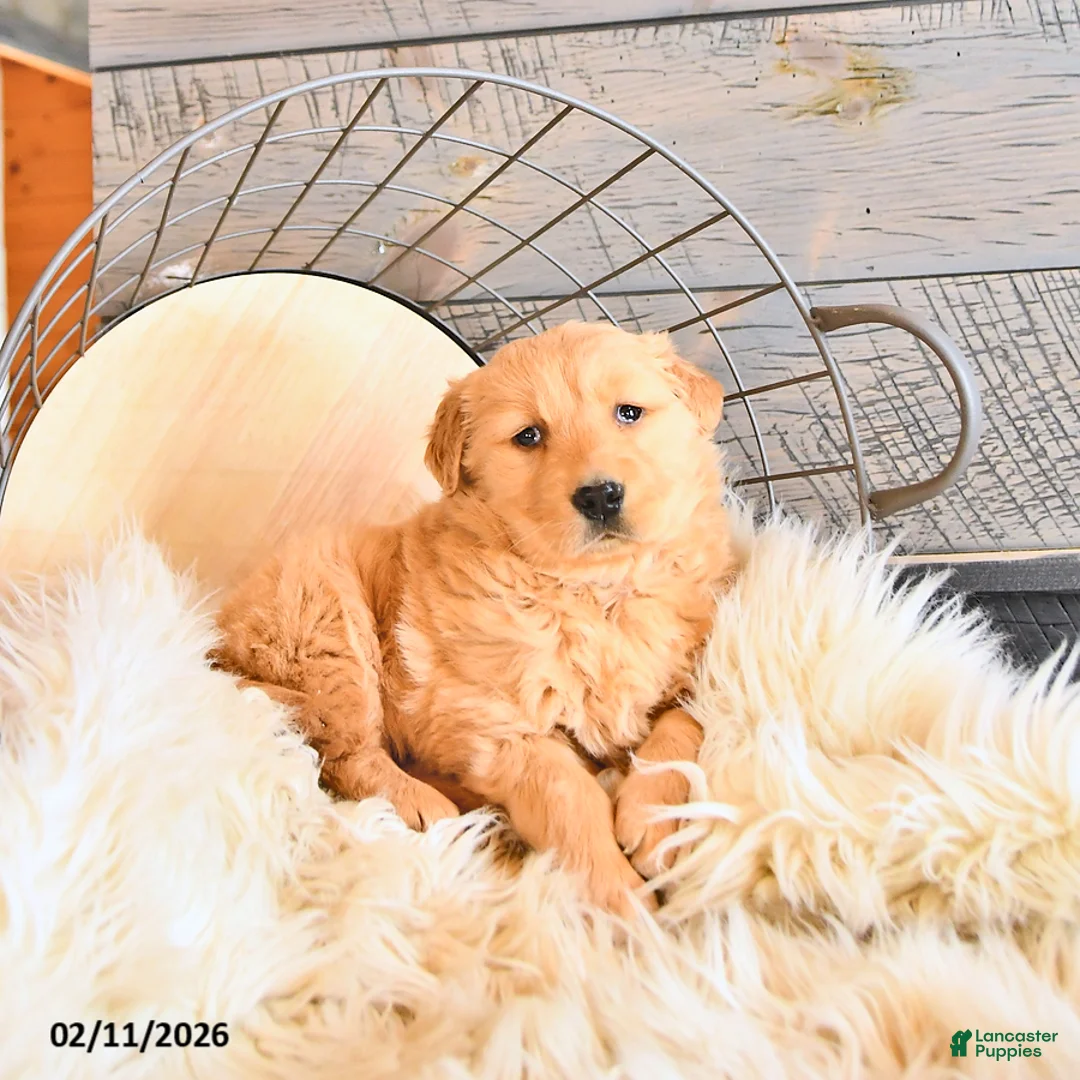 Golden Retriever dogs for sale: Bella   - Ad 3