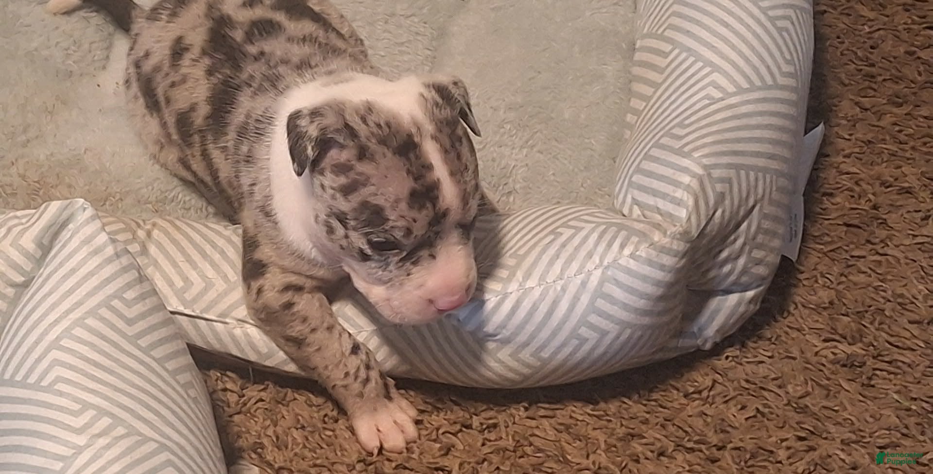 American Bully dogs American Bully 2 - Ad 1