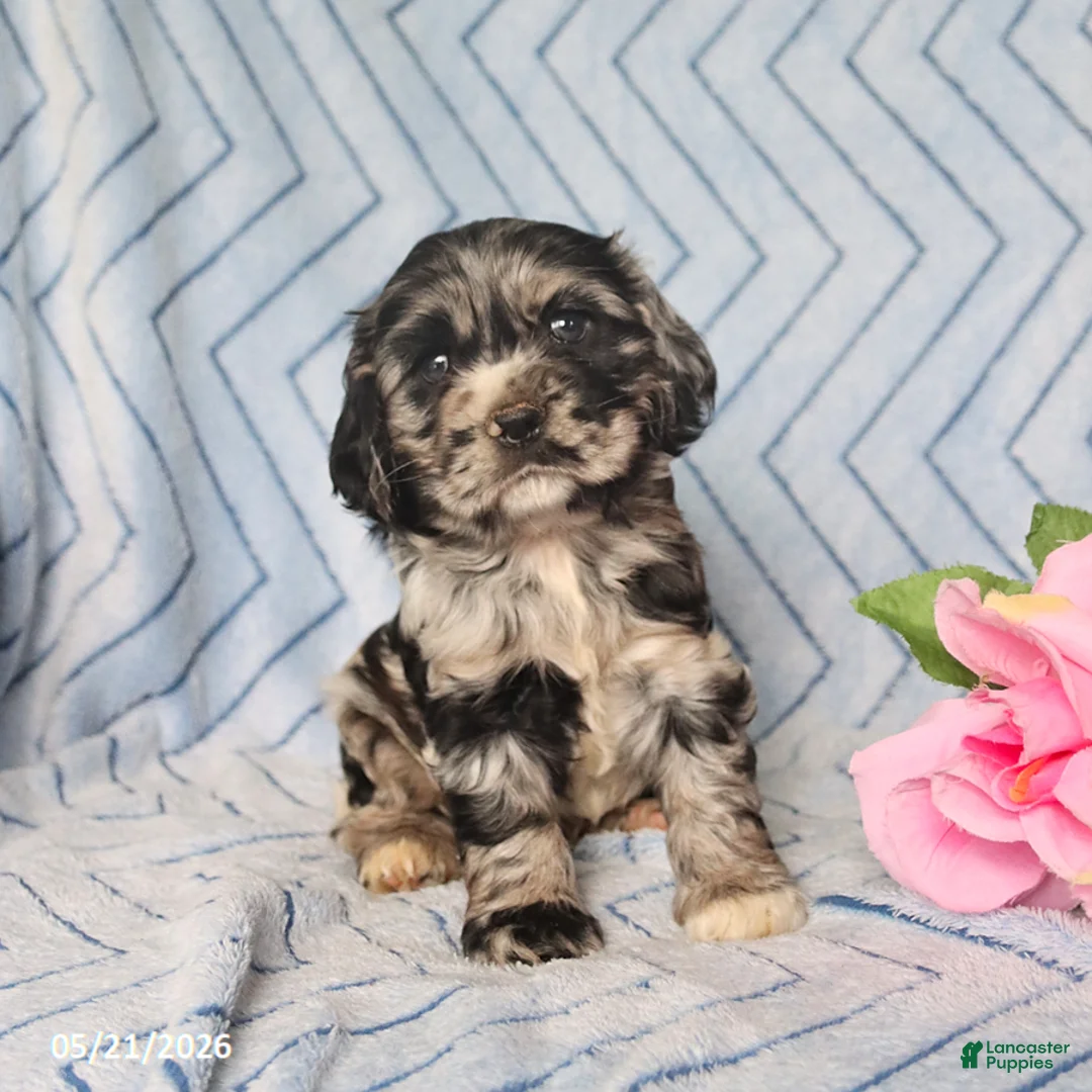 English Cocker Spaniel dogs for sale: Bonnie - Ad 1