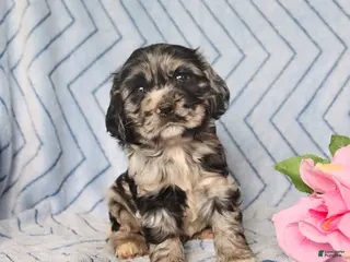 English Cocker Spaniel dogs for sale: Bonnie - Ad 4