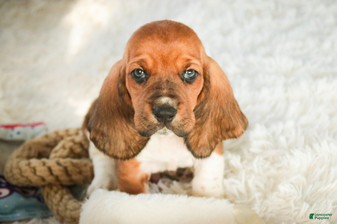 Basset Hound dogs for sale: Armando - Ad 1
