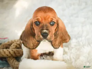 Basset Hound dogs Armando - Ad 10