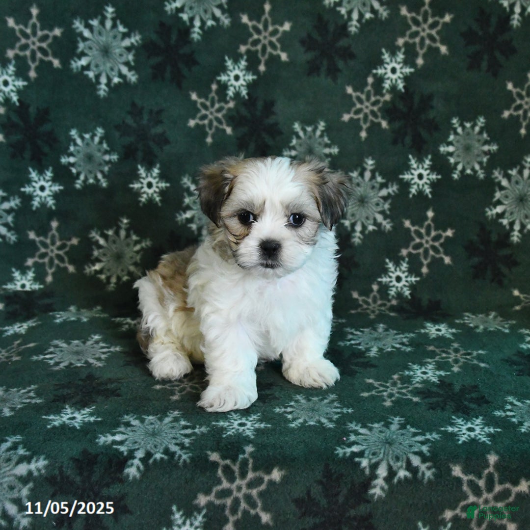 Malshi dogs for sale: Ranger - Ad 1