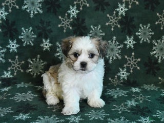 Malshi dogs Ranger - Ad 21