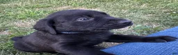 Labrador Retriever dogs for sale: Blue Collar Labrador Retriever Puppy 1 - Ad 1