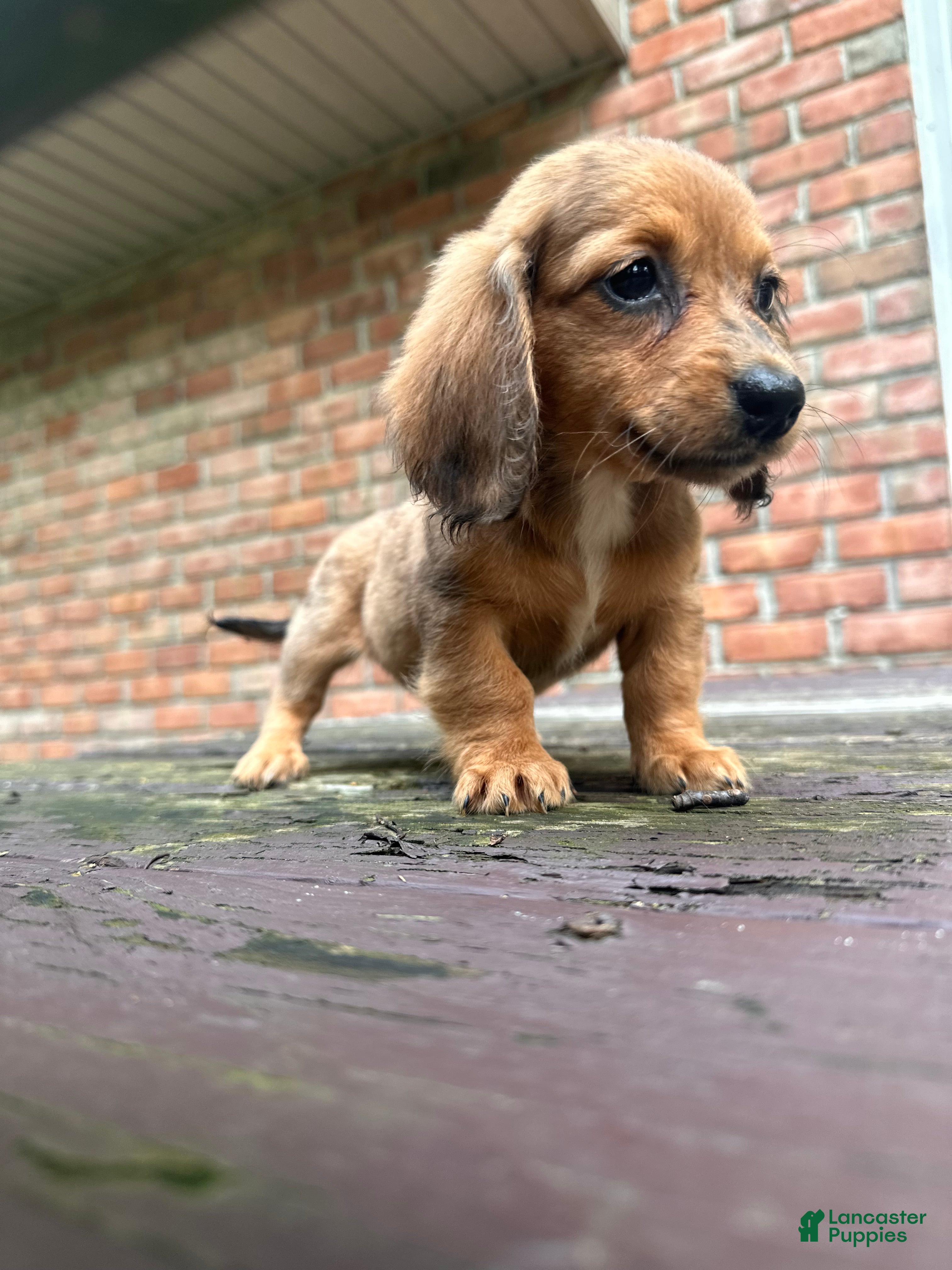 Dachshund dogs Female Four - Ad 1