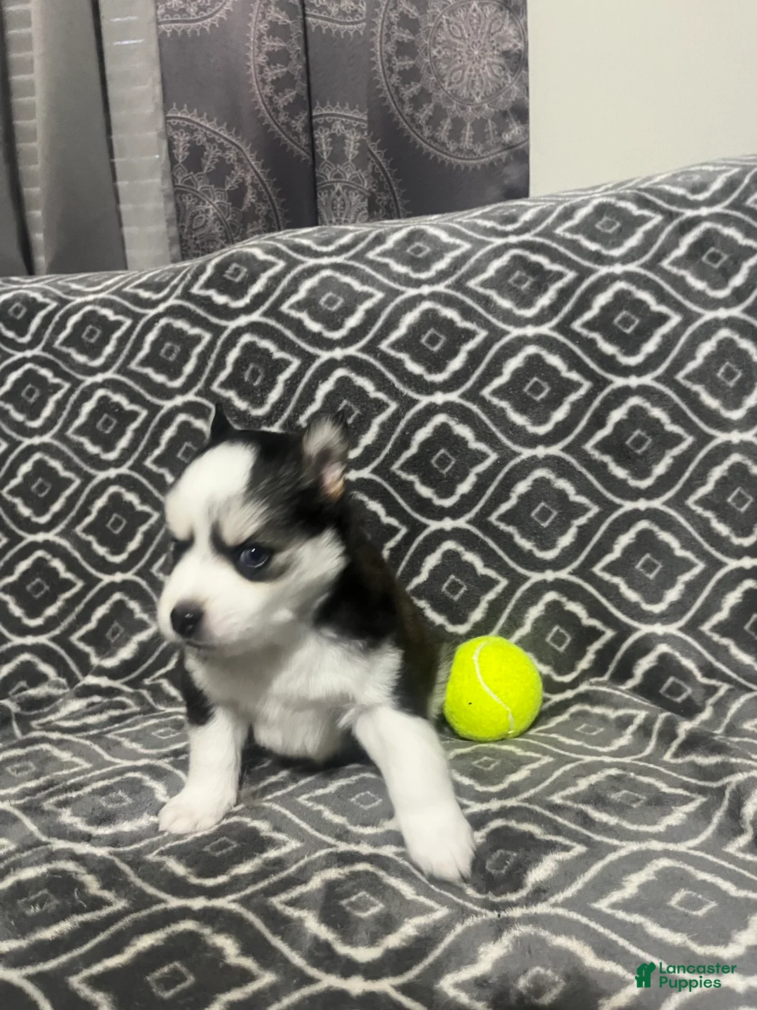 Pomsky dogs for sale: Bub  - Ad 2