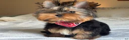 Yorkshire Terrier dogs for sale: Cody - Ad 15