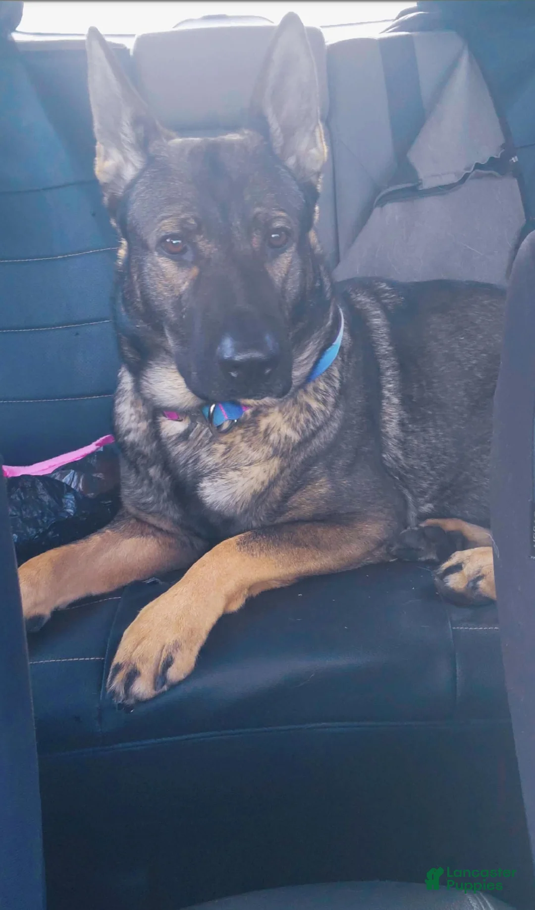 German Shepherd dogs for sale: Akc German Shepherds. 5 BOYS & 5 GIRLS Available! - Ad 14