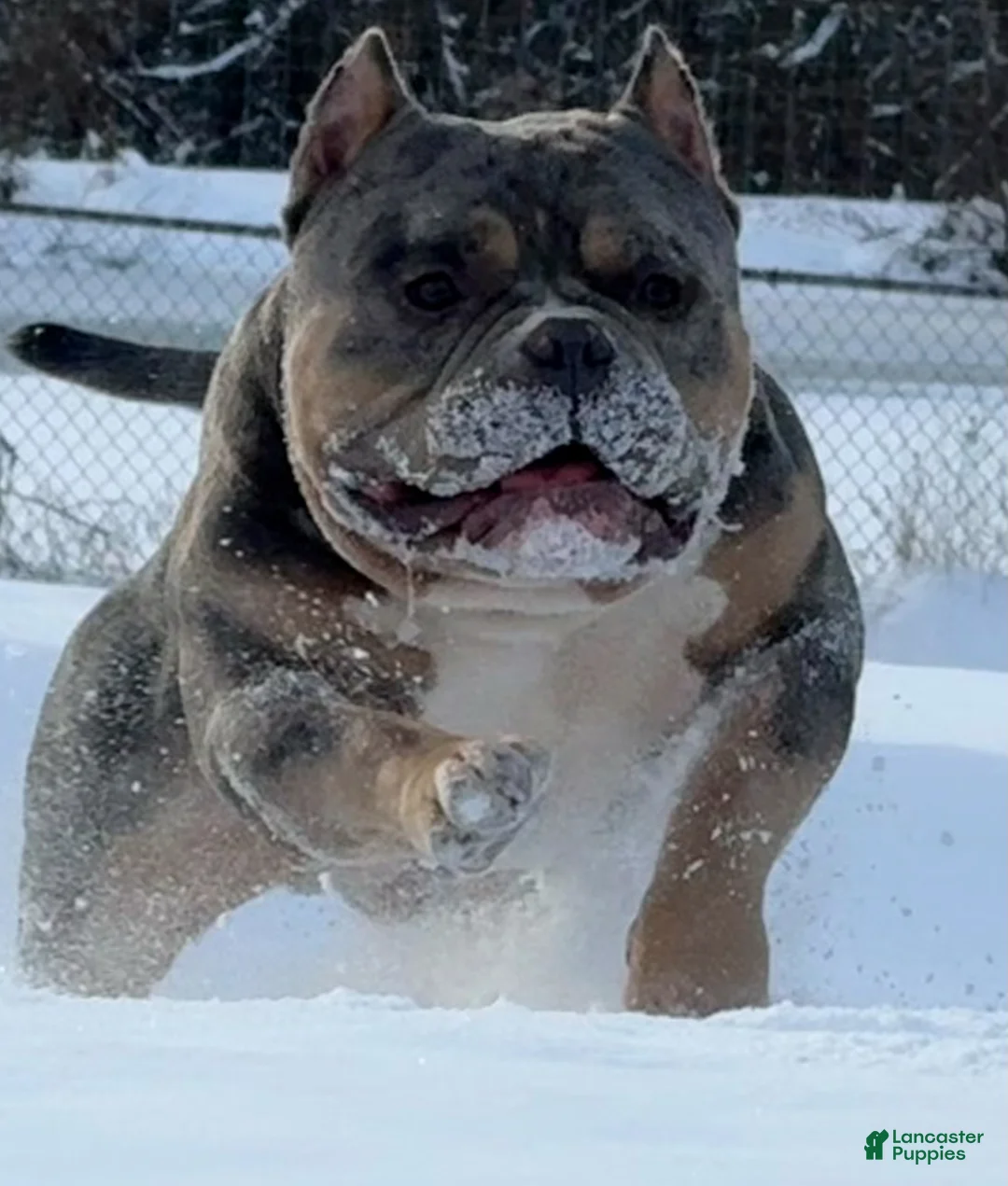 American Bully dogs for sale: American Bully Puppy 1 - Ad 15
