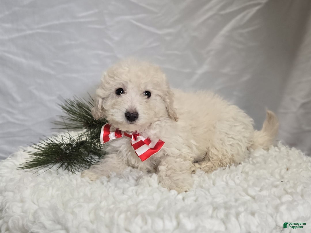 Pomapoo dogs for sale: Lonnie - Ad 3