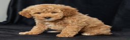 Mini Goldendoodle dogs for sale: Natalie - Ad 3