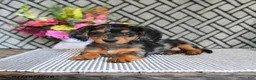 Miniature Dachshund dogs for sale: Oreo - Ad 3