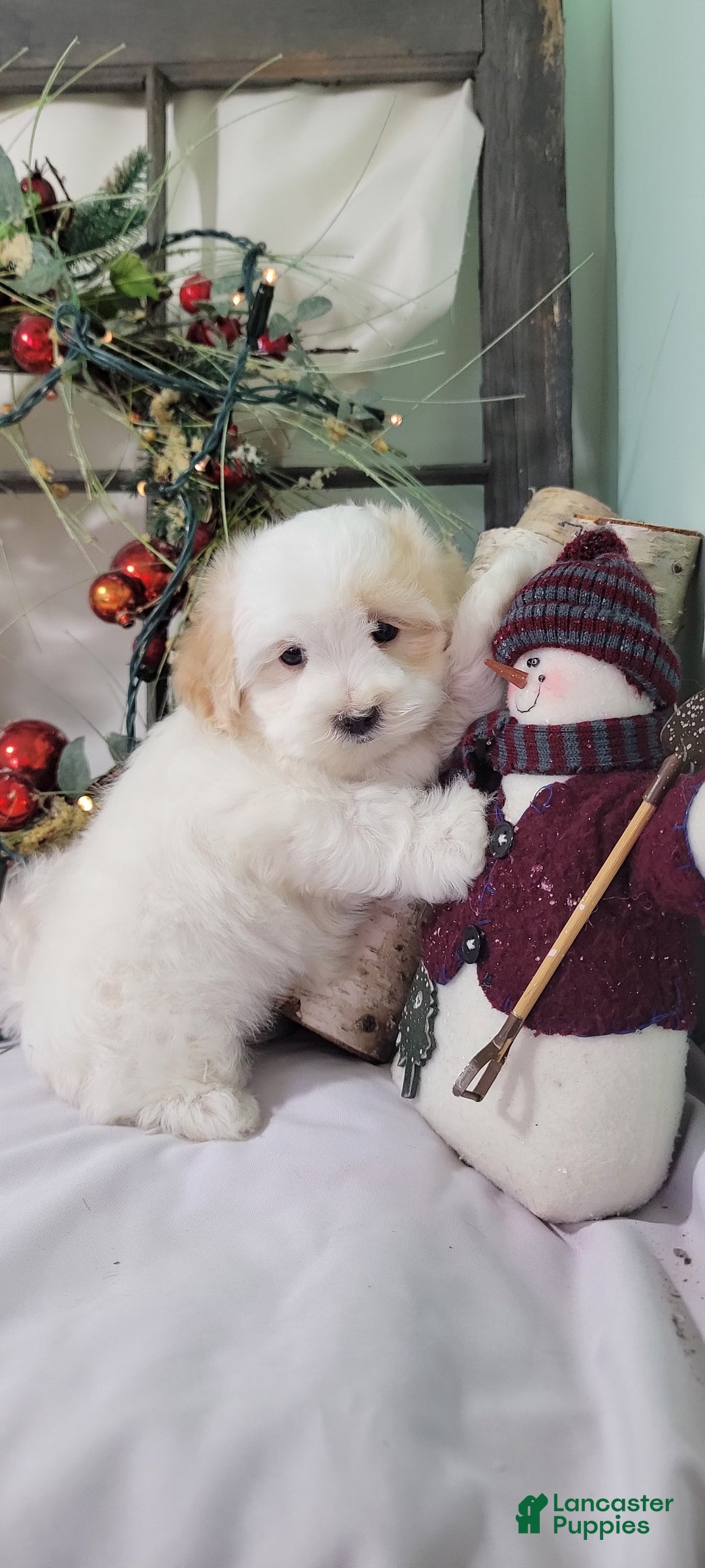 Maltipoo dogs for sale: Mason - Ad 7