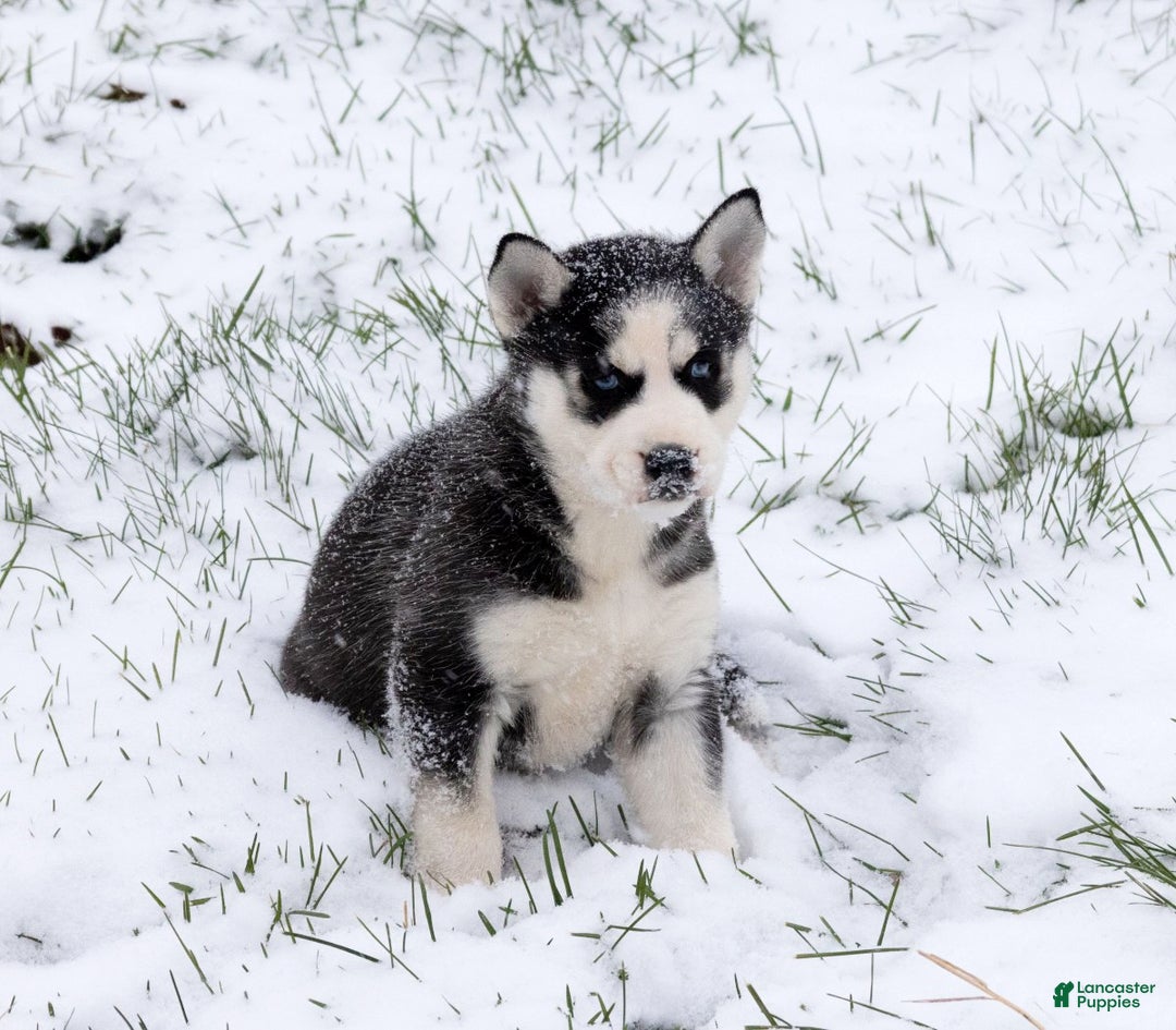 Siberian Husky dogs for sale: Nokia - Ad 5
