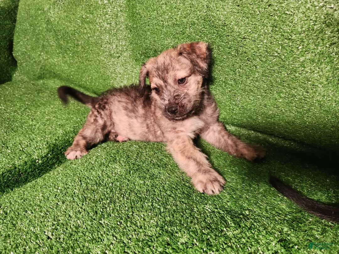 Mixed Breed dogs for sale:  SHE'S Browns Brindle  - Ad 1