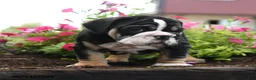 English Bulldog dogs for sale: Wolfgang - Ad 5