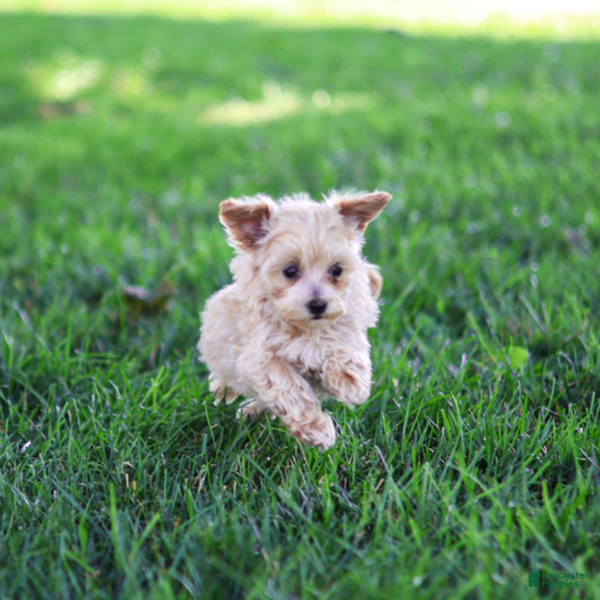 Maltipoo dogs Nacho Maltipoo Puppy  - Ad 1