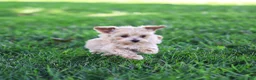 Maltipoo dogs for sale: Nacho Maltipoo Puppy  - Ad 1