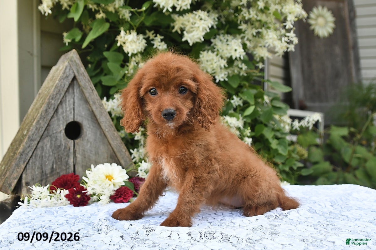 Cavapoo dogs Ava  - Ad 2
