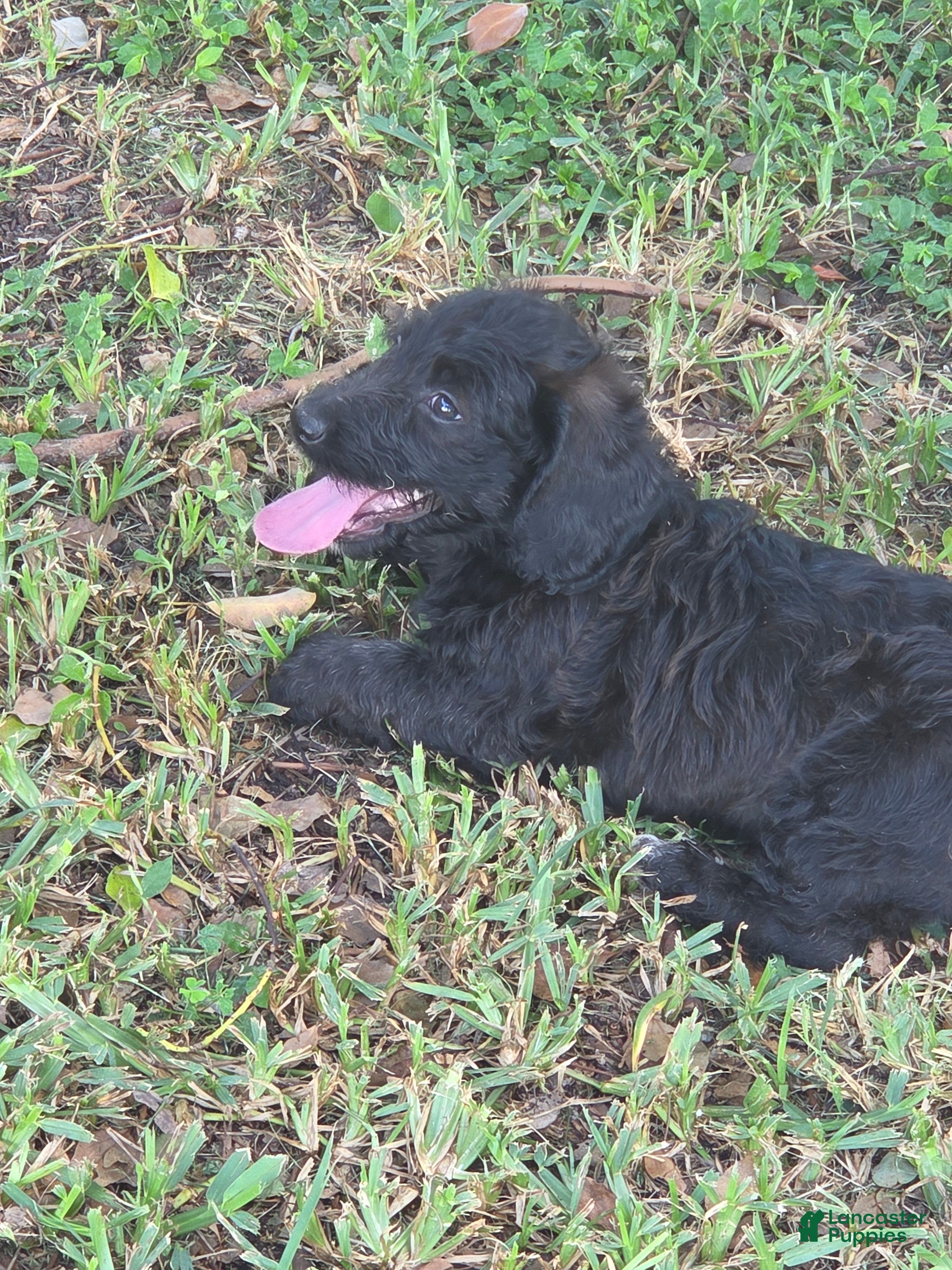 Mixed Breed dogs Cher - Ad 29