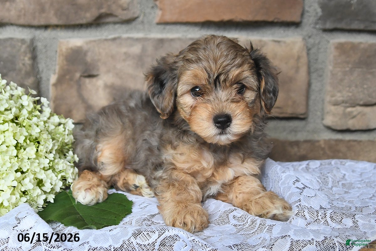 Yorkiepoo dogs Oliver - Ad 2