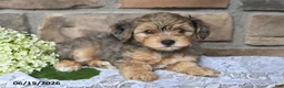 Yorkiepoo dogs for sale: Oliver - Ad 2