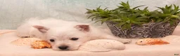 West Highland Terrier dogs for sale: SeaShell - Ad 2