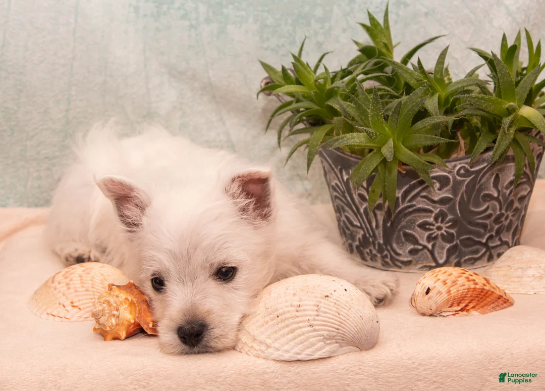 West Highland Terrier dogs for sale: SeaShell - Ad 2
