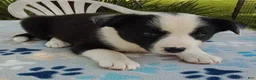 Mixed Breed dogs for sale: Paige - Ad 2