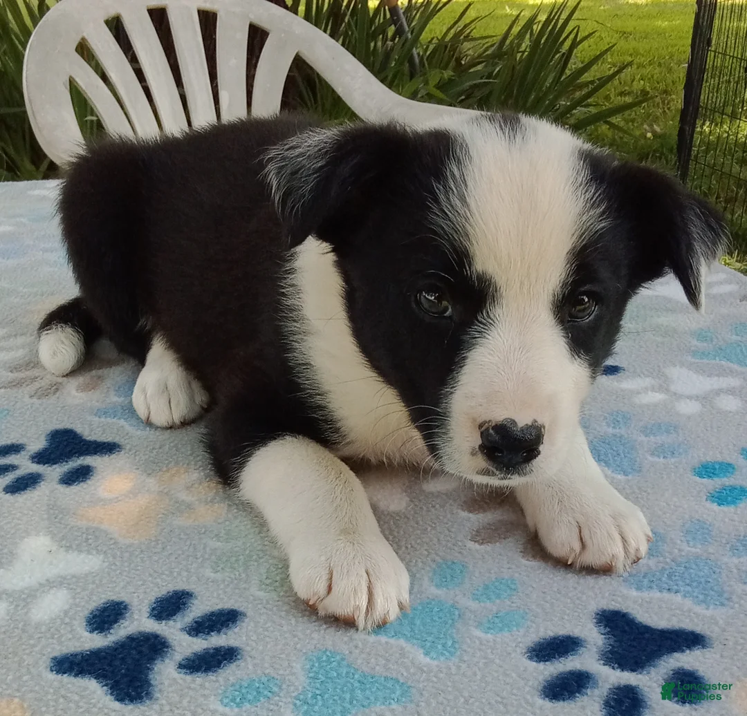 Mixed Breed dogs for sale: Paige - Ad 2
