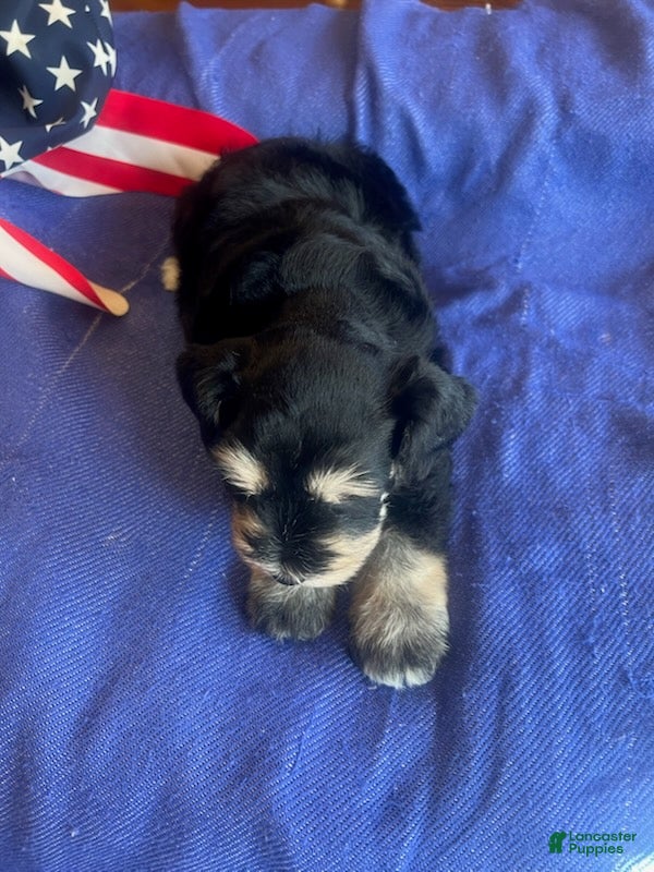 Miniature Schnauzer dogs for sale: Billy (Black phantom) - Ad 1