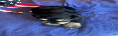 Billy (Black phantom)