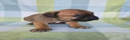 Cane Corso dogs for sale: ICCF Sonya  - Ad 5