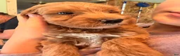 Goldendoodle dogs for sale: River  - Ad 7