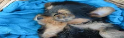 Yorkshire Terrier dogs for sale: Jackie - Ad 5