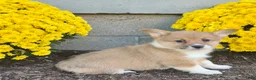 Welsh Corgi Pembroke dogs for sale: Sally - Ad 5